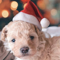 Christmas Pet Santa Hat - Blingy Bag LLC