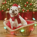 Christmas Pet Santa Hat - Blingy Bag LLC